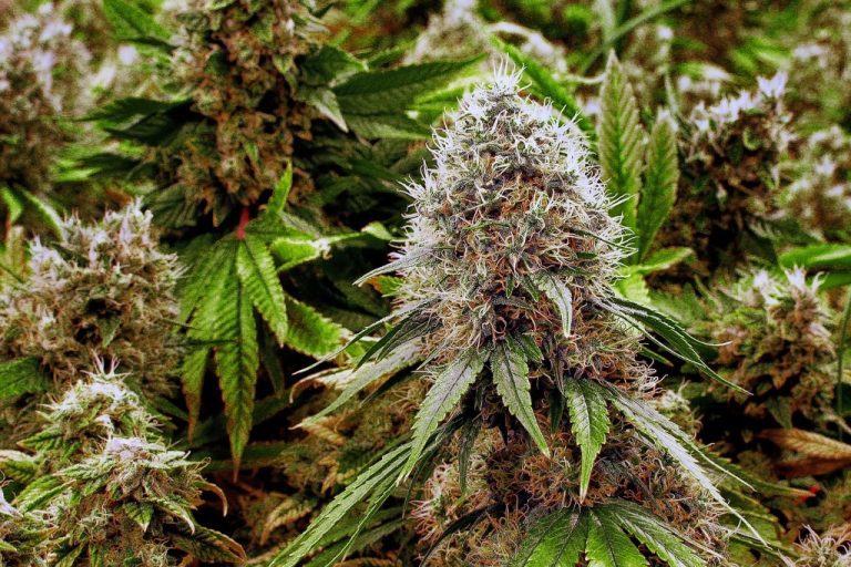 What Are the Negative Effects of Marijuana? What Are the Negative Effects of Marijuana?